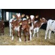 Фермеры Павлодара планируют получать ежегодно по 30 телят от одной коровы